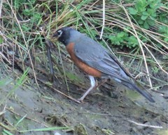 Lampetra richardsoni