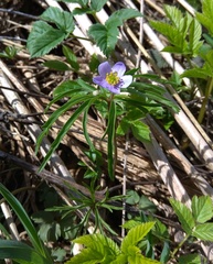 Anemonoides caerulea