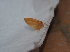 Notata parva