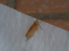 Notata parva