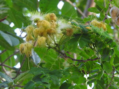 Albizia
