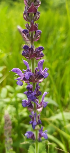 Image of Salvia deserta by no rights reserved