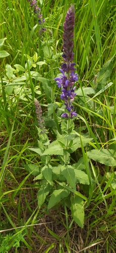 Image of Salvia deserta by no rights reserved