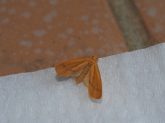 Notata parva