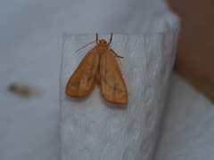 Notata parva