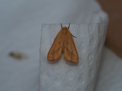 Notata parva