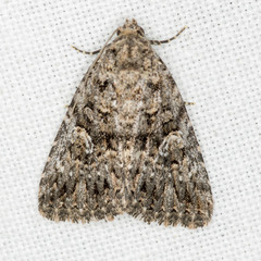Condica aroana