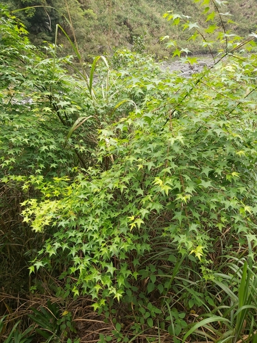 Image of Acer serrulatum by (c) Tim, some rights reserved (CC BY)