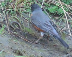 Lampetra richardsoni