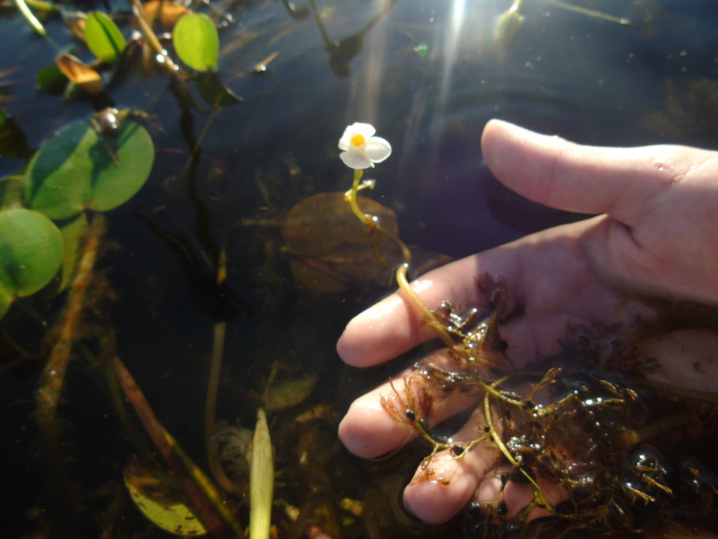 Utricularia poconensis Fromm