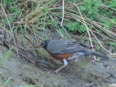 Lampetra richardsoni