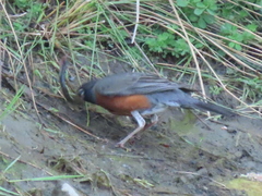 Lampetra richardsoni