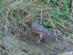 Lampetra richardsoni