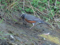 Lampetra richardsoni