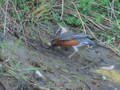 Lampetra richardsoni