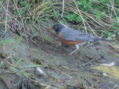 Lampetra richardsoni