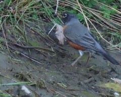 Lampetra richardsoni