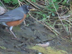 Lampetra richardsoni