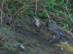 Lampetra richardsoni