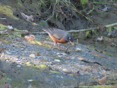 Lampetra richardsoni