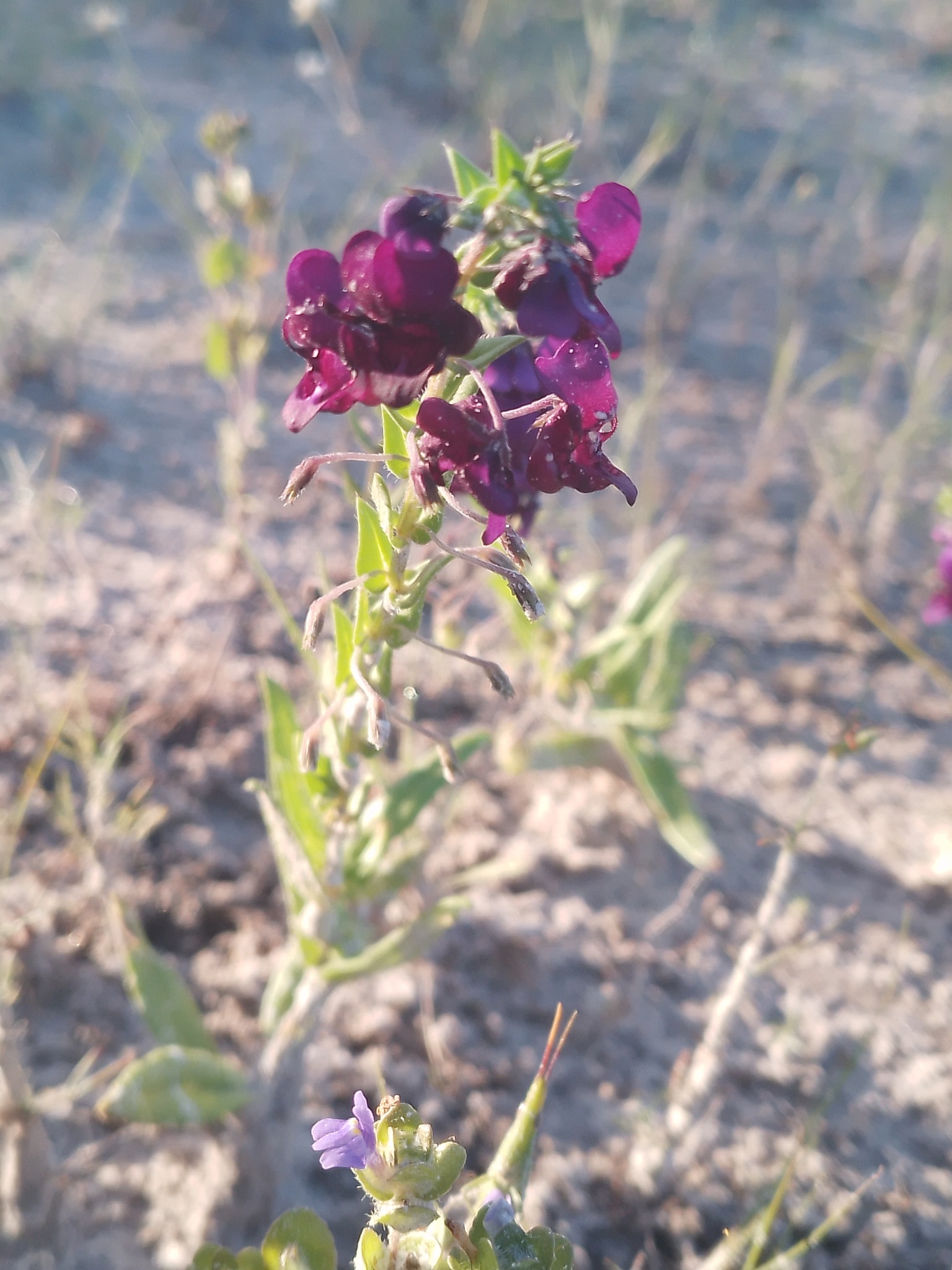 Angelonia cornigera