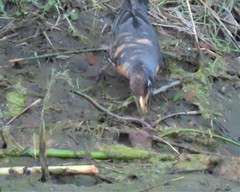 Lampetra richardsoni