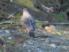 Lampetra richardsoni