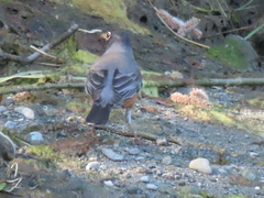 Lampetra richardsoni