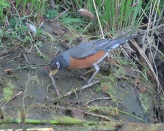 Lampetra richardsoni