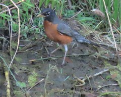 Lampetra richardsoni