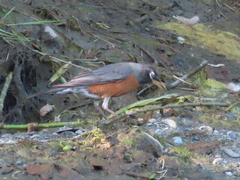 Lampetra richardsoni