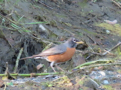 Lampetra richardsoni