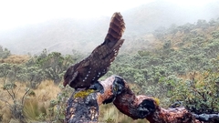 Steatornis caripensis