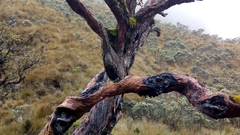 Steatornis caripensis