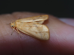 Notata parva