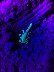 Paravaejovis confusus