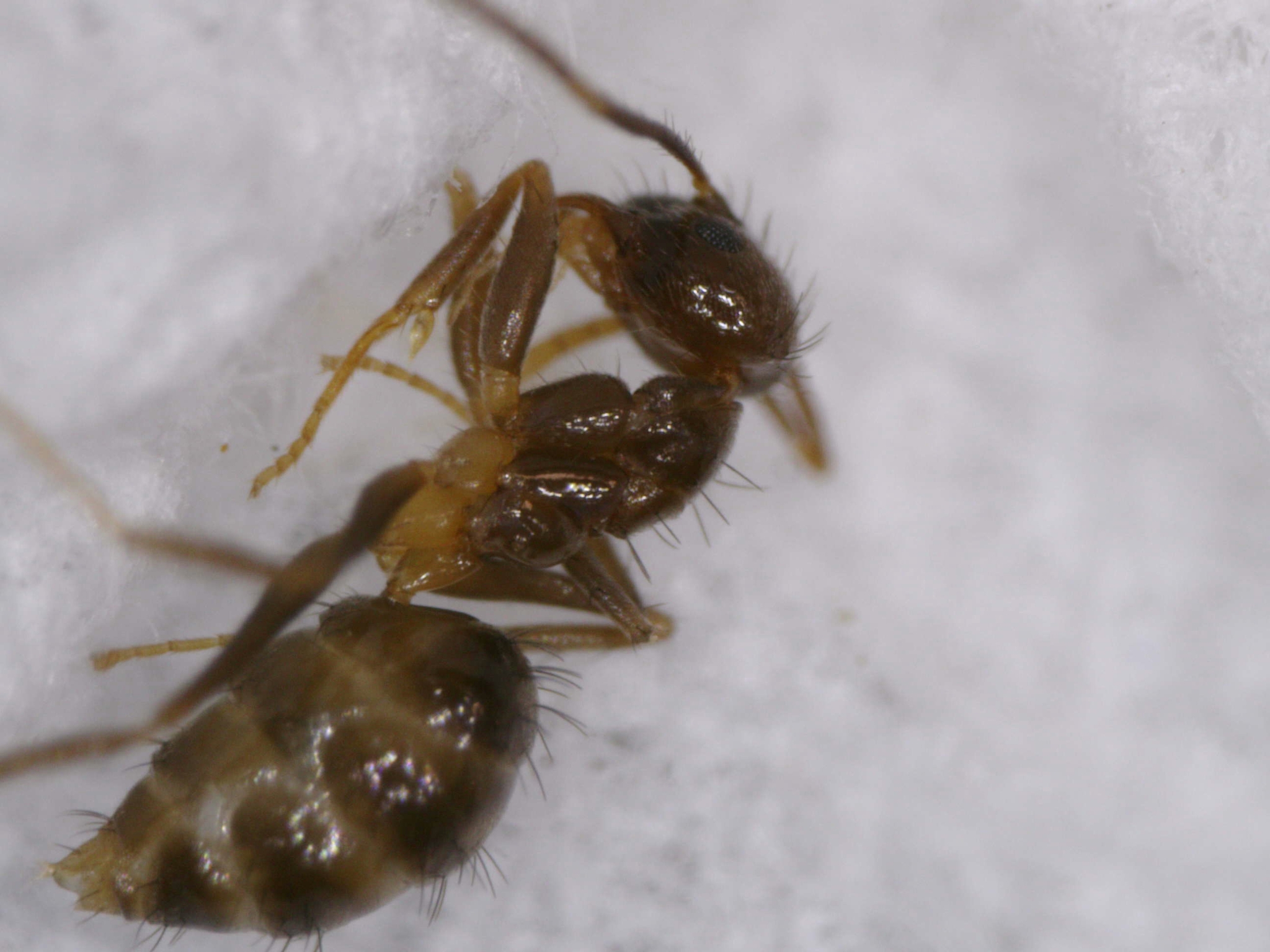 Nylanderia guatemalensis