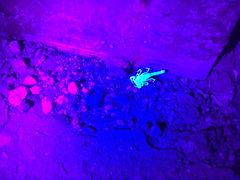 Paravaejovis confusus