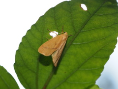 Notata parva