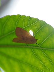 Notata parva