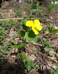 Viola uniflora