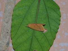 Notata parva