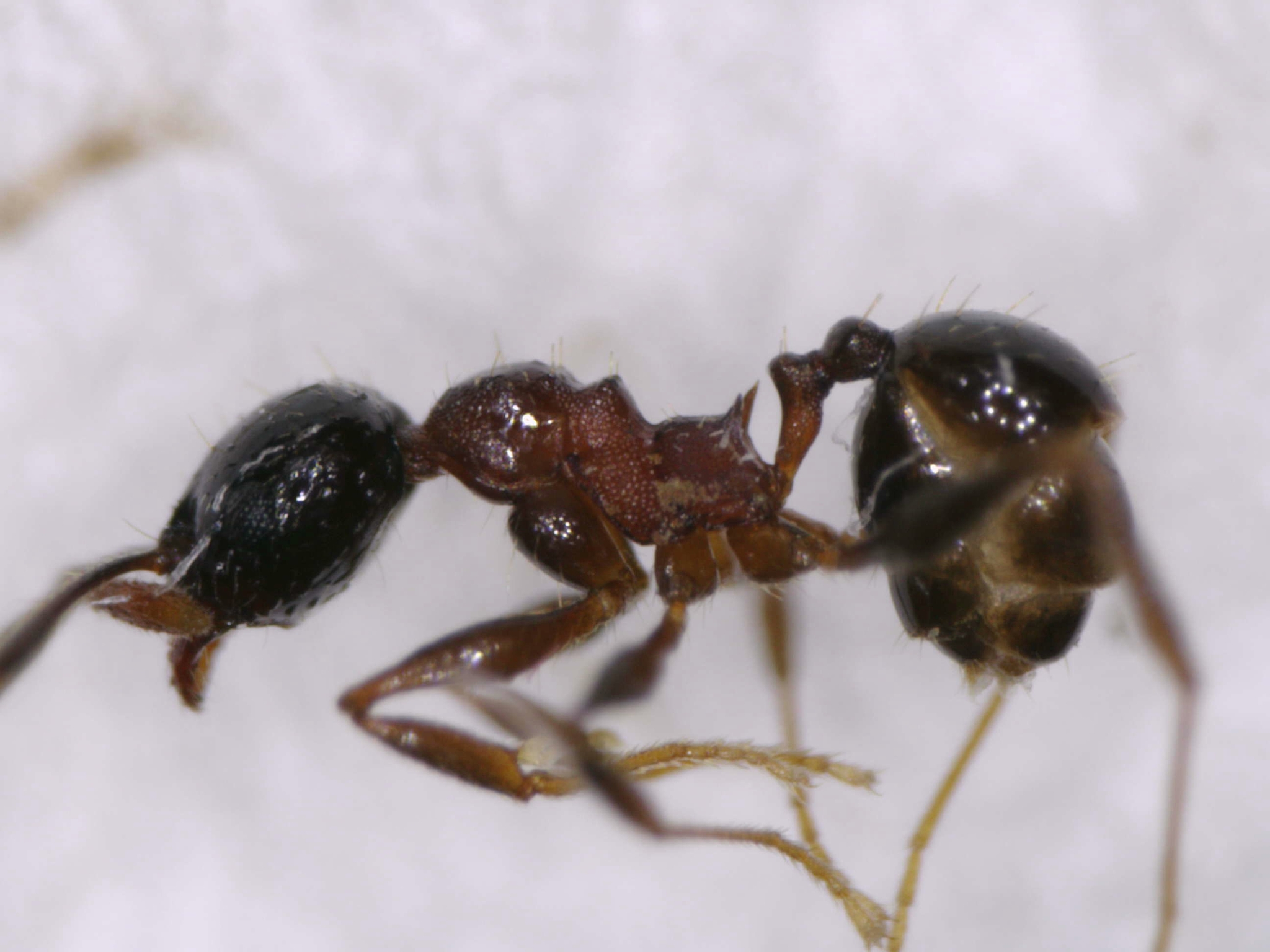 Pheidole plebecula