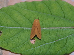 Notata parva