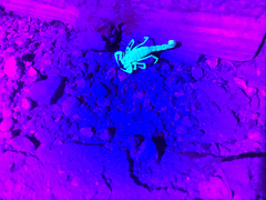 Paravaejovis confusus