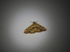 Haritalodes