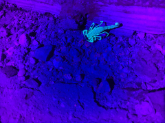 Paravaejovis confusus