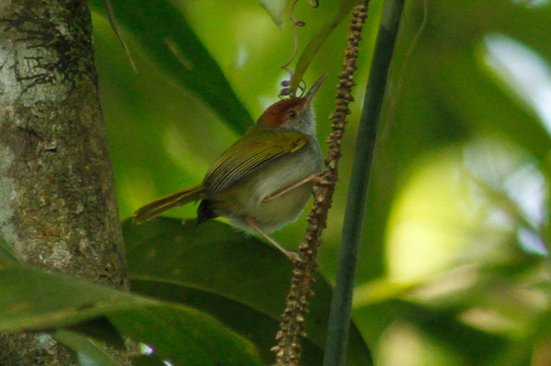 Orthotomus atrogularis