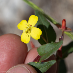 Camissoniopsis ignota