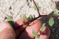 Camissoniopsis ignota